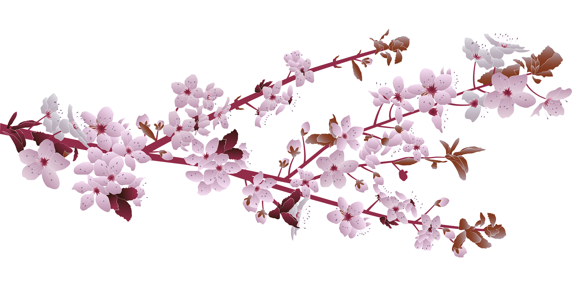 Sakura flowers